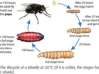 Forensic Entomology activity