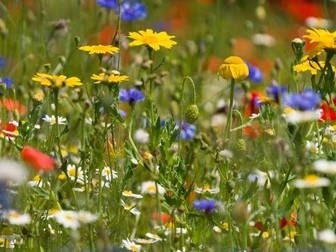Biodiversity-How to grow wildflowers in your school
