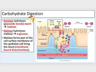 Y12 Digestion & Absorption (2 lessons)