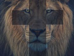 Resultado de imagen para aslan