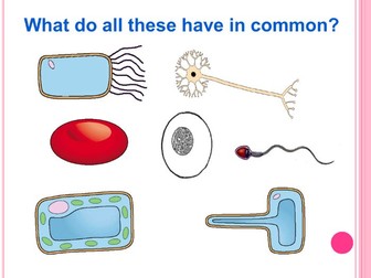 KS3 : Organisms: Cells : lesson 3 : Specialised Cells