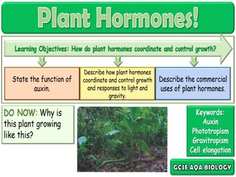 Plant Hormones AQA GCSE (9-1) Biology