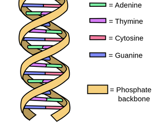 Reading task - DNA Structure