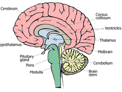 THE HUMAN ENDOCRINE SYSTEM AND HORMONES | Teaching Resources