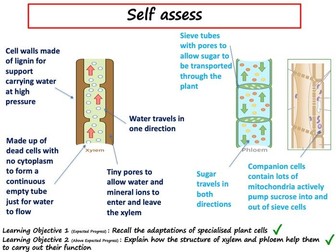 Xylem and Phloem