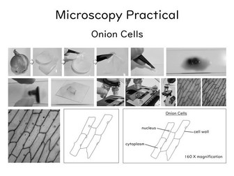 Microscopy Practical (Onion Cells)