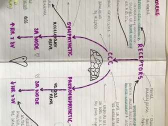 A-Level PE Cardiovascular system revision notes