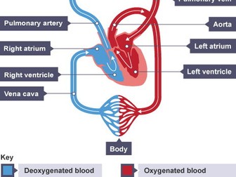 The journey of oxygenated blood