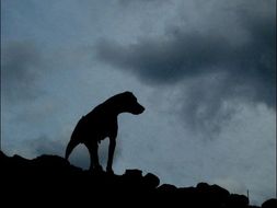 English Literature Essay Structure New Aqa Paper A Practice Exam Hound Of The Baskervilles Persuasive Essay Thesis Examples also Essay On Business Ethics New Aqa Paper A Practice Exam Hound Of The Baskervilles By How To Write Proposal Essay