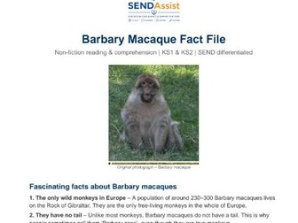 Barbary Macaque Fact File & Differentiated Comprehension | KS1 & KS2 | Original Photos