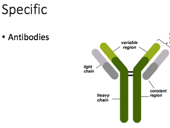 A Level Biology Immunity revision powerpoint