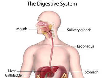 KS4 Biology  Revision Digestion