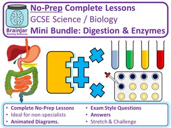 Bundle: Digestion and Enzymes