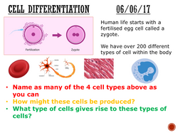 Cell differentiation - complete lesson (GCSE 1-9) by matt_nick1in ...