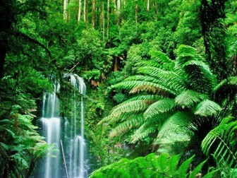week1 of 6 wk English resources, smarts, planning detailed unit of work on Rain Forests Year 3 or 4
