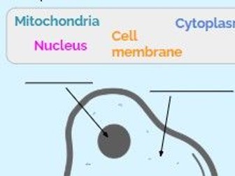 KS3 Labelling animal cells worksheet | Teaching Resources KS3 Labelling animal cells worksheet | Teaching Resources