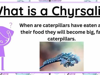 Caterpillar to Chrysalis Hungry Caterpillar PPT