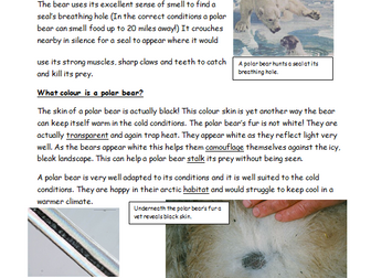 Polar Bear Explanation Double Comprehension