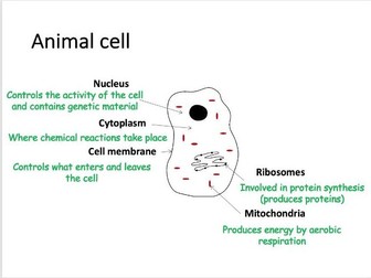 AQA GCSE Cell Revision (9-1)