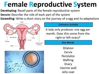 GCSE Biology: Female Reproductive System (lesson 2)
