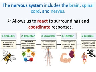 The Nervous System (Homeostasis - AQA)