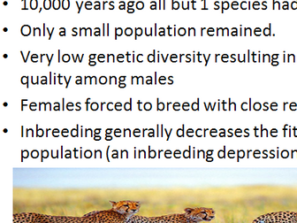 Genetic drift, bottleneck, founder effect