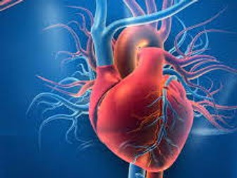 IGCSE Edexcel Biology Chapter 5 revision notes