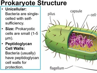 Eukaryotic and Prokaryotic Cells