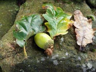 Autumn Tree Identification and Description