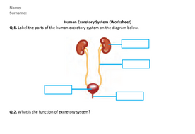Human Excretory System - Worksheet | Distance Learning | Teaching Resources