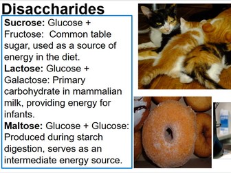 AS Level - Carbohydrates - AQA - plus Exam Questions