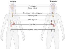 The Human Endocrine System | Teaching Resources