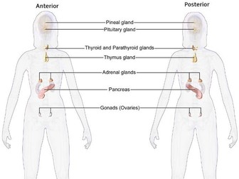 The Human Endocrine System