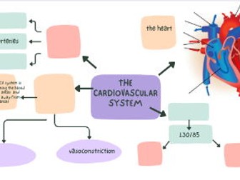cardiovascular system  mind map
