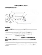 Nervous system: Neurons worksheet | Teaching Resources