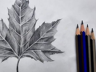 Drawing leaves found in nature