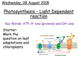 AQA A level Biology - Light dependent reaction of photosynthesis