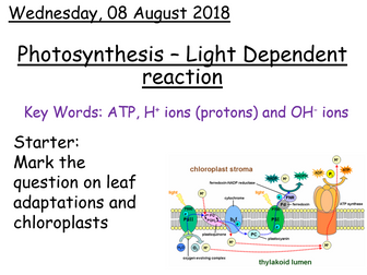 AQA A level Biology - Light dependent reaction of photosynthesis