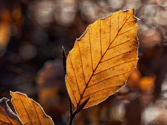 Autumn Leaves Writing + Colouring, Y2-3