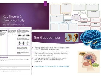 OCR A Level Psychology Biological Area Key Theme 1 Regions of the Brain Bundle