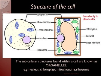 IGCSE Biology PPT - The Cell