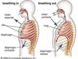 Mechanics of breathing with spirometry traces supported with examples