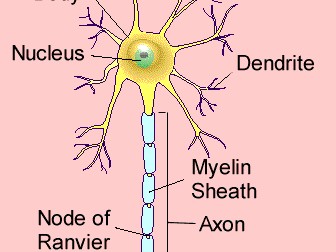 NEW OCR Biology A 5.3.2. Structure and Function of Neurones