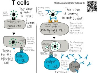 T cells: YouTube video with pdf summary sheet