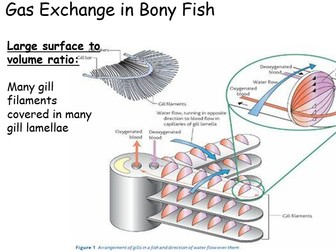 AQA A Level Biology - Gas Exchange in Fish