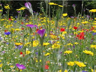 'The Flowers' by Alice Walker: Short Story Full Unit with PPT and videos