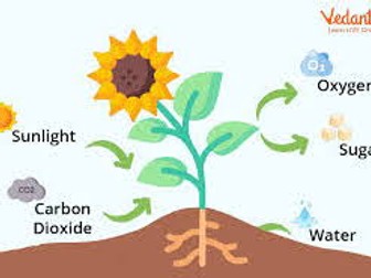 What do plants need to grow well presentation powerpoint lesson