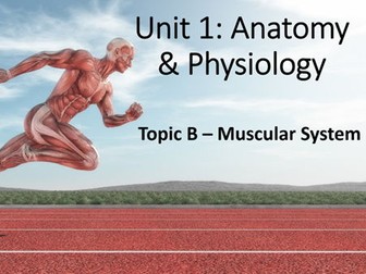 CTECH Level 3 Unit 1 Muscular System
