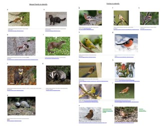 Weasel Family and Finch Dichotomous Keys
