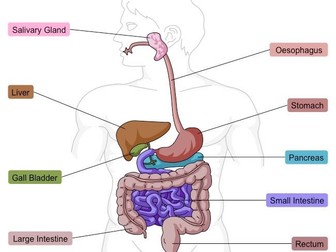 Digestive System [NEW SPEC AQA]